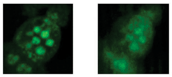 Image: Microscope images of cells (r) with and (l) without temporal focusing (Photo courtesy of the Weizmann Institute of Science).